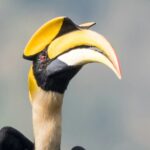 Hornbill – ধনেশ পাখি